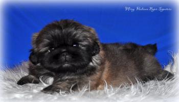 Прикрепленное изображение: qYwKGNDS.jpg